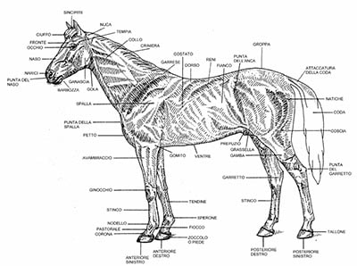 Horse Veterinary - Animantia