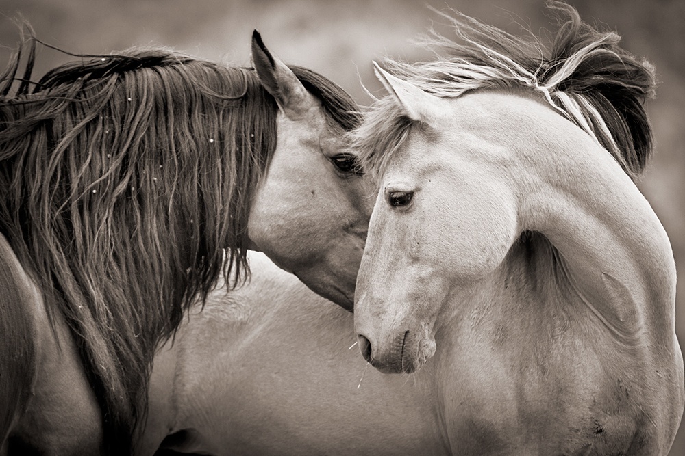 Horse Welfare - Holistic therapies