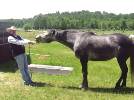 Jason Buckingham re-training a problem horse on pressures.