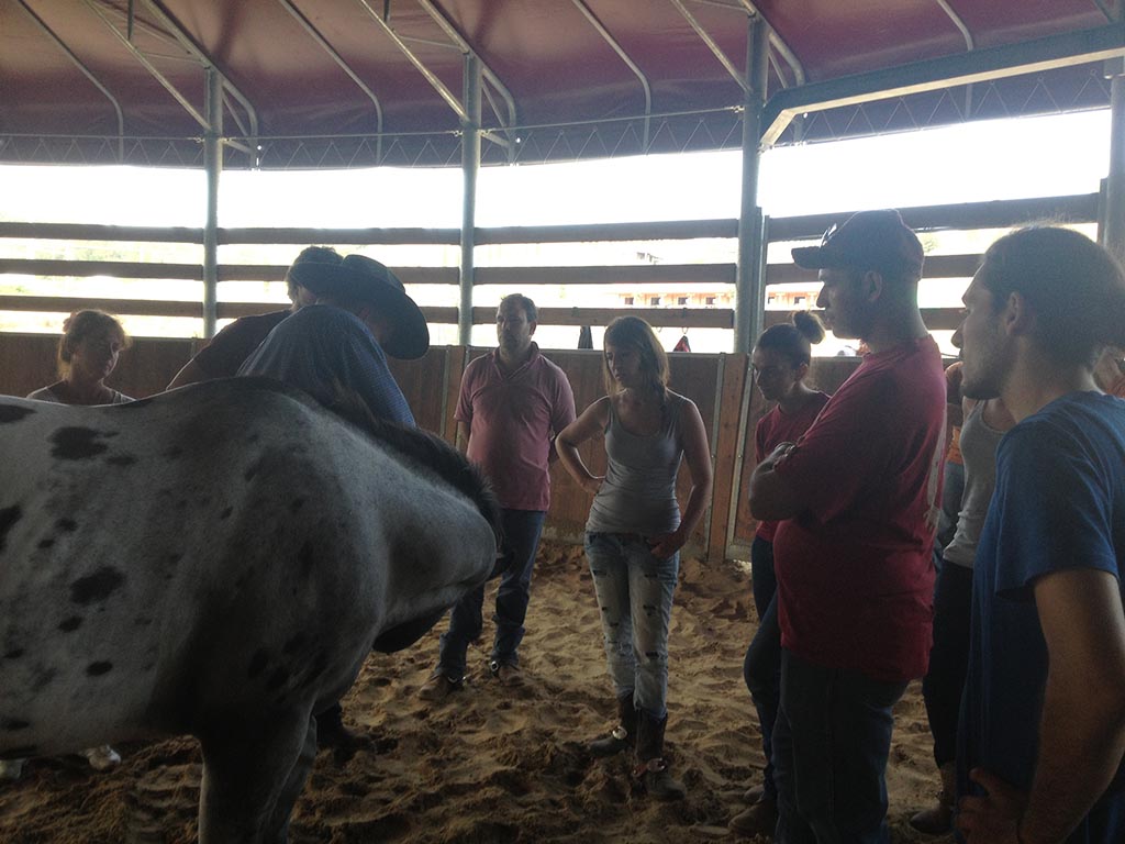 Equine welfare and behaviour class - Animantia