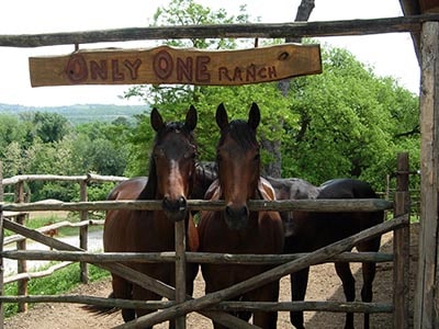 Natural horse management - Only One Ranch