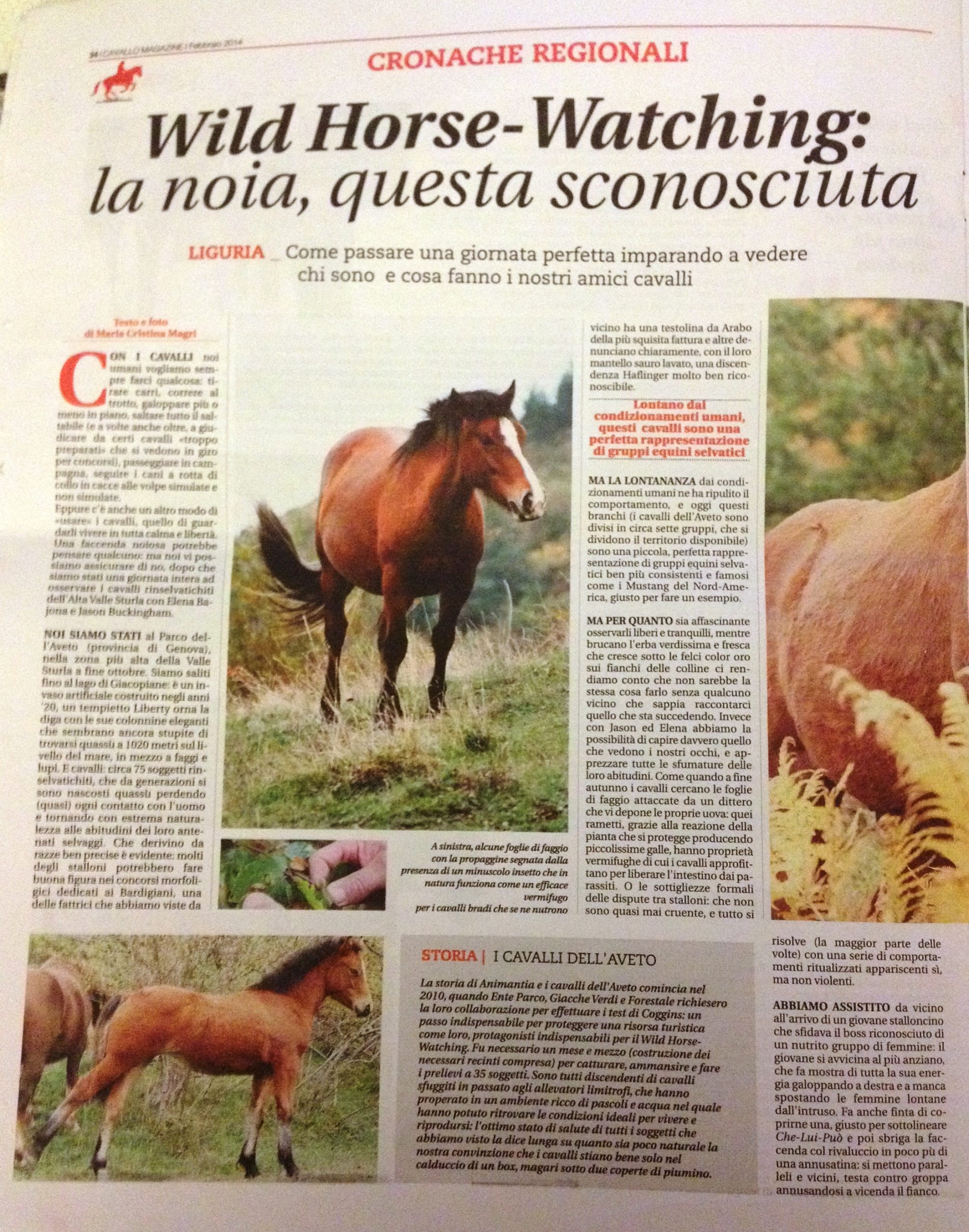 Articolo Cavallo Magazine Febbraio 2014