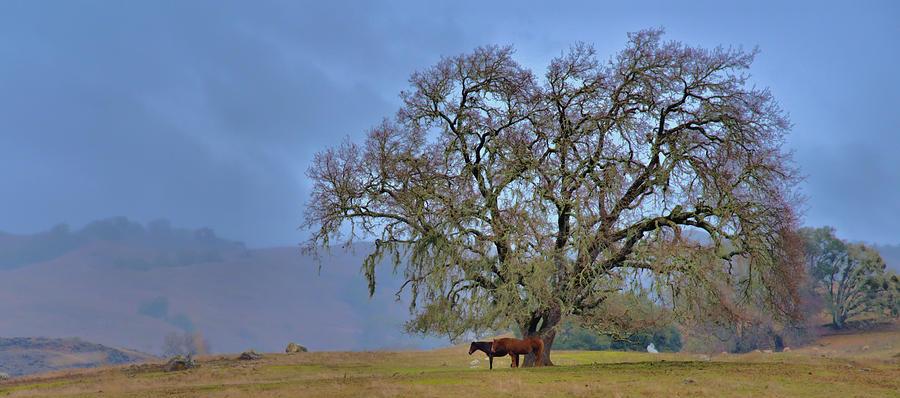 Equine facilities - Animantia